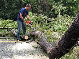 Tree and Shrub Care in Lakefield, MN