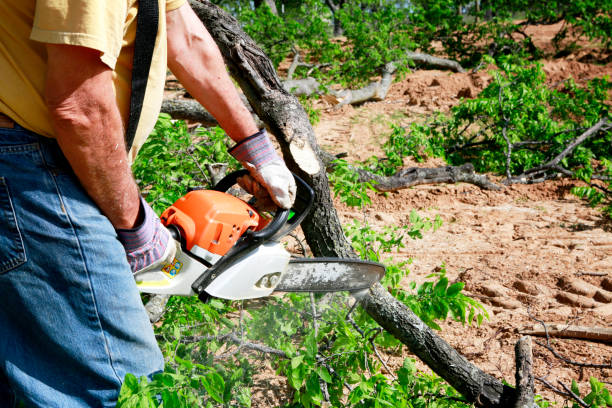 How Our Tree Care Process Works  in  Lakefield, MN